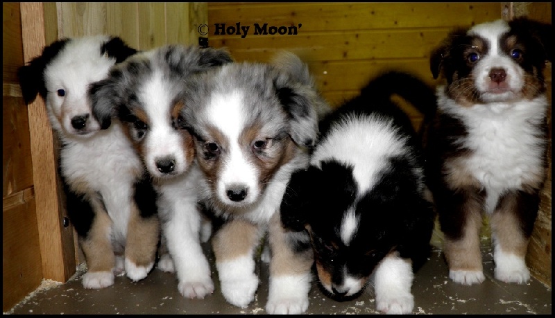 Chiot Berger Australien holy Moon '